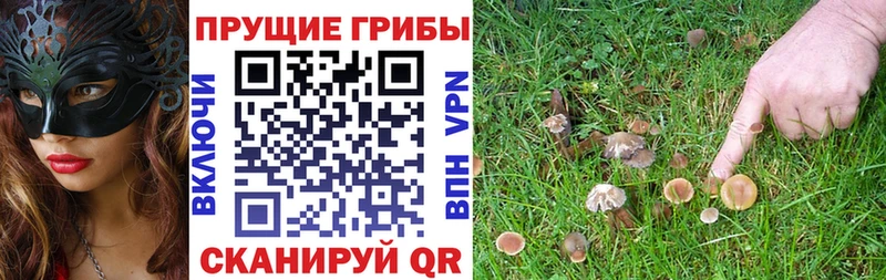 Псилоцибиновые грибы Magic Shrooms  даркнет сайт  Краснознаменск 